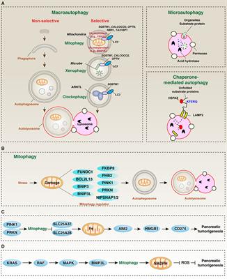 Mitophagy in Pancreatic Cancer